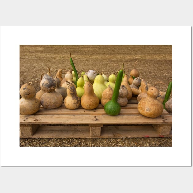 Calabash Display at Italian Pumpkin Farm Wall Art by jojobob